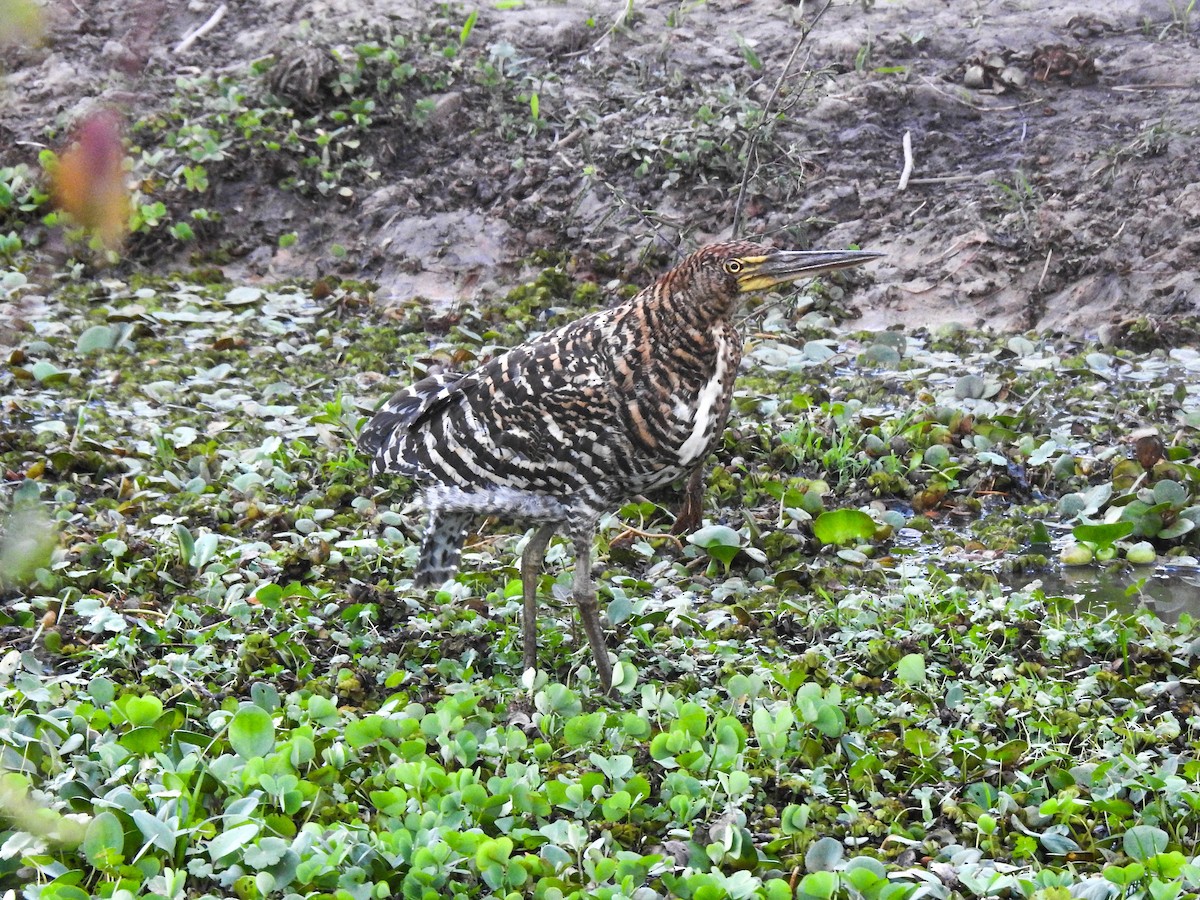 Rufescent Tiger-Heron - ML644891248