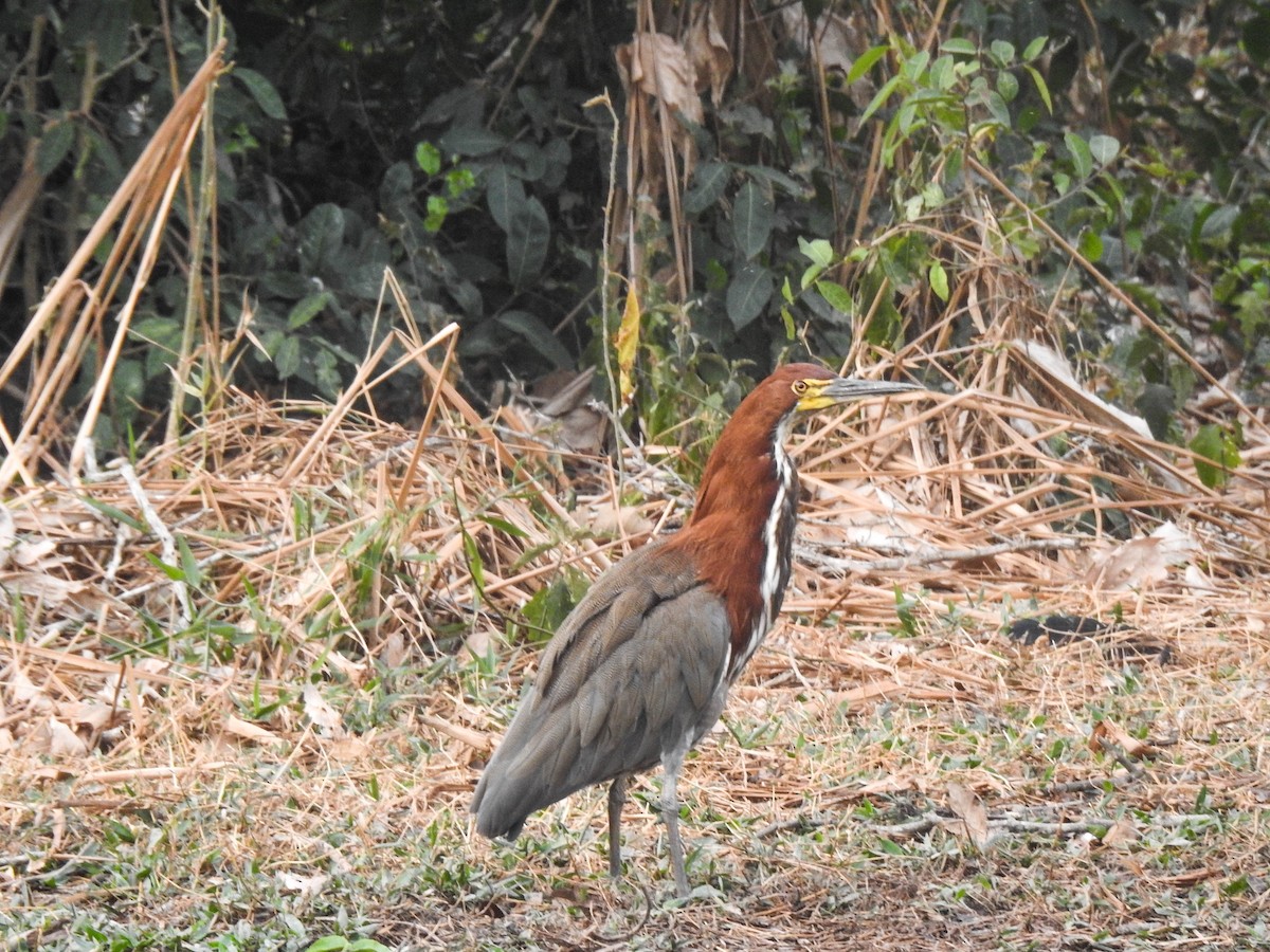 Rufescent Tiger-Heron - ML644891249