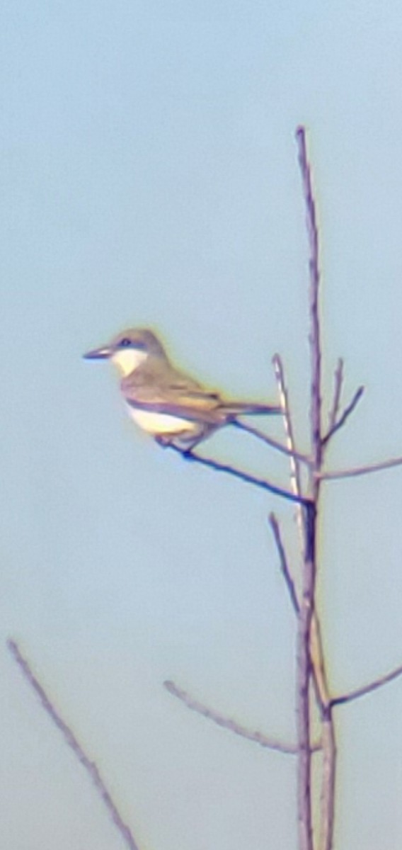 Gray Kingbird - ML644891250