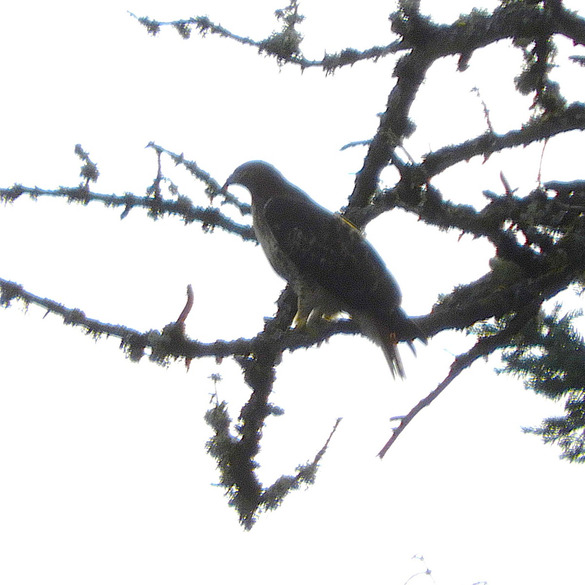 アカオノスリ - ML644891254