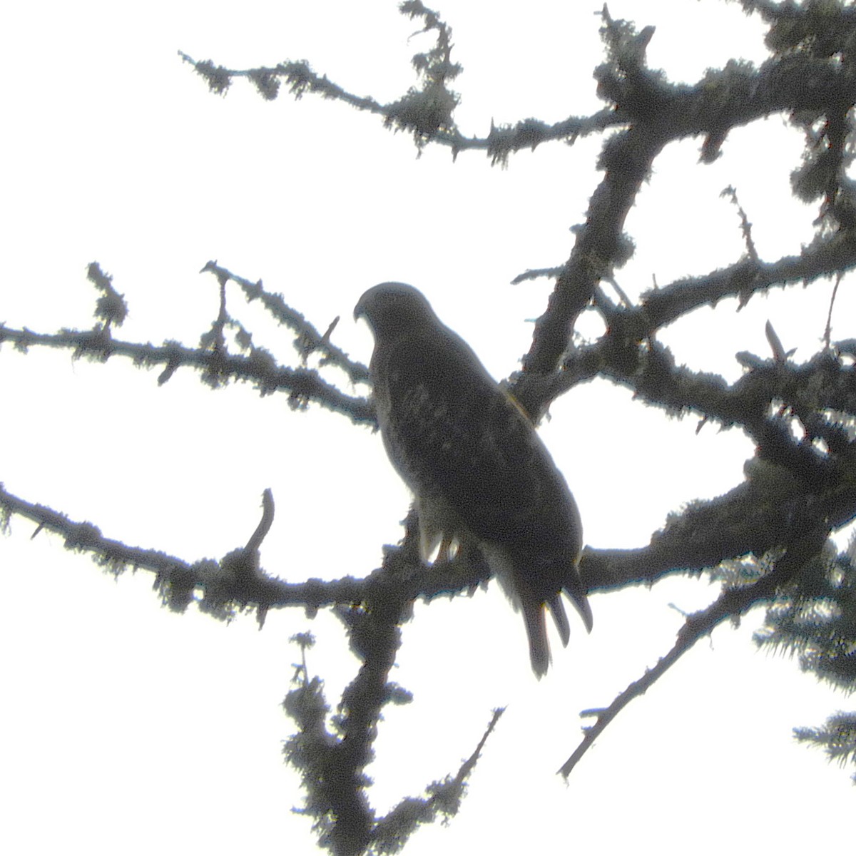 アカオノスリ - ML644891255