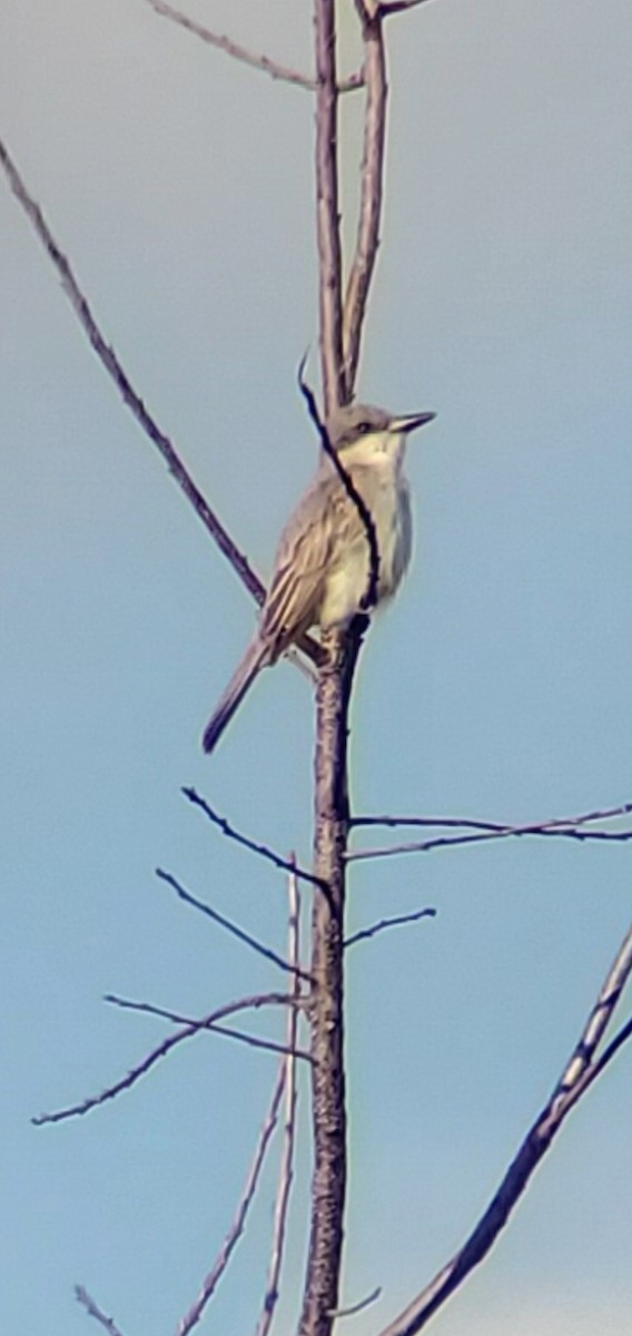 Gray Kingbird - ML644891261