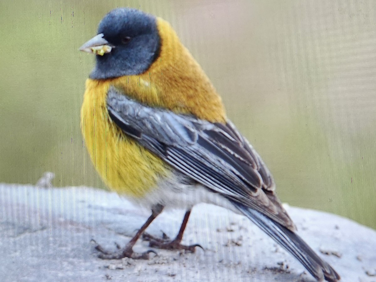 Gray-hooded Sierra Finch - ML644891269