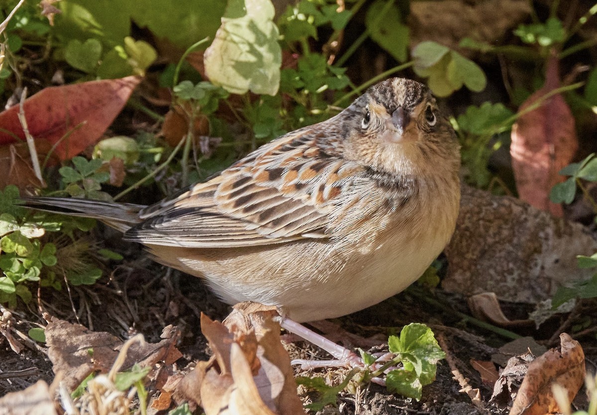 Grasshopper Sparrow - ML644891271