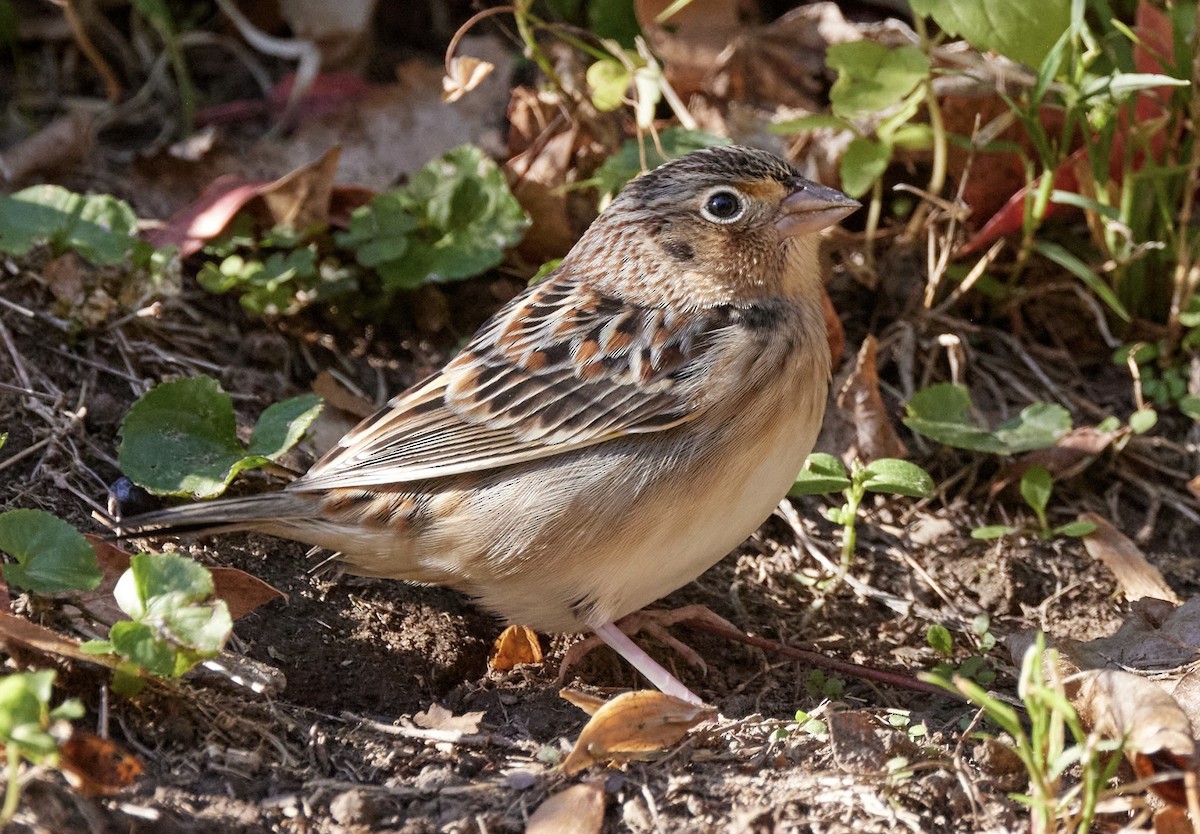 Grasshopper Sparrow - ML644891272