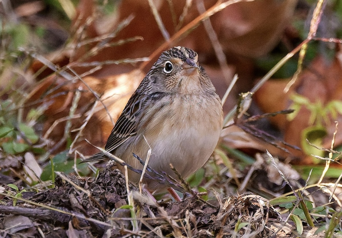 Grasshopper Sparrow - ML644891273