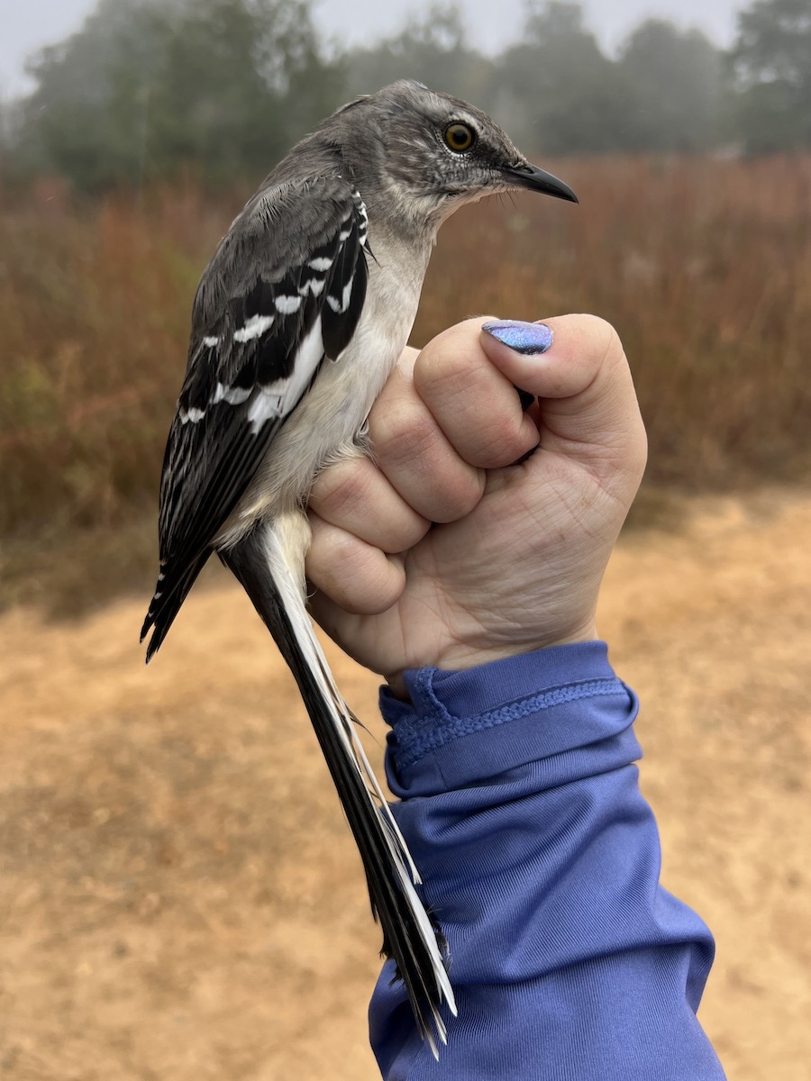 Gartenspottdrossel - ML644891311