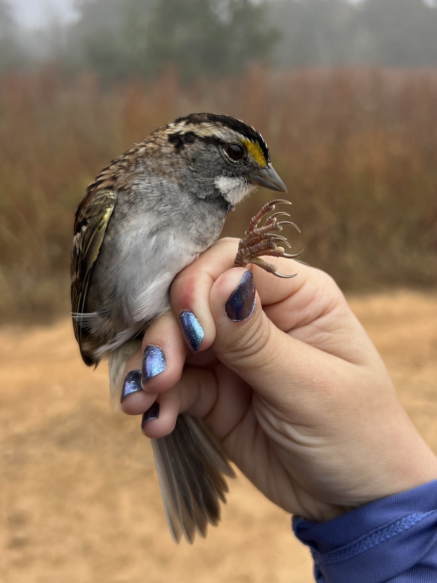 Weißkehlammer - ML644891313