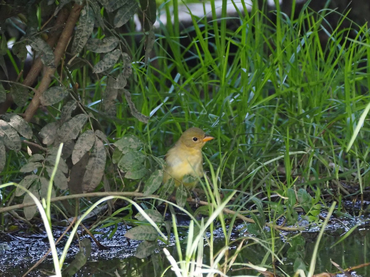 Western Tanager - ML644891317