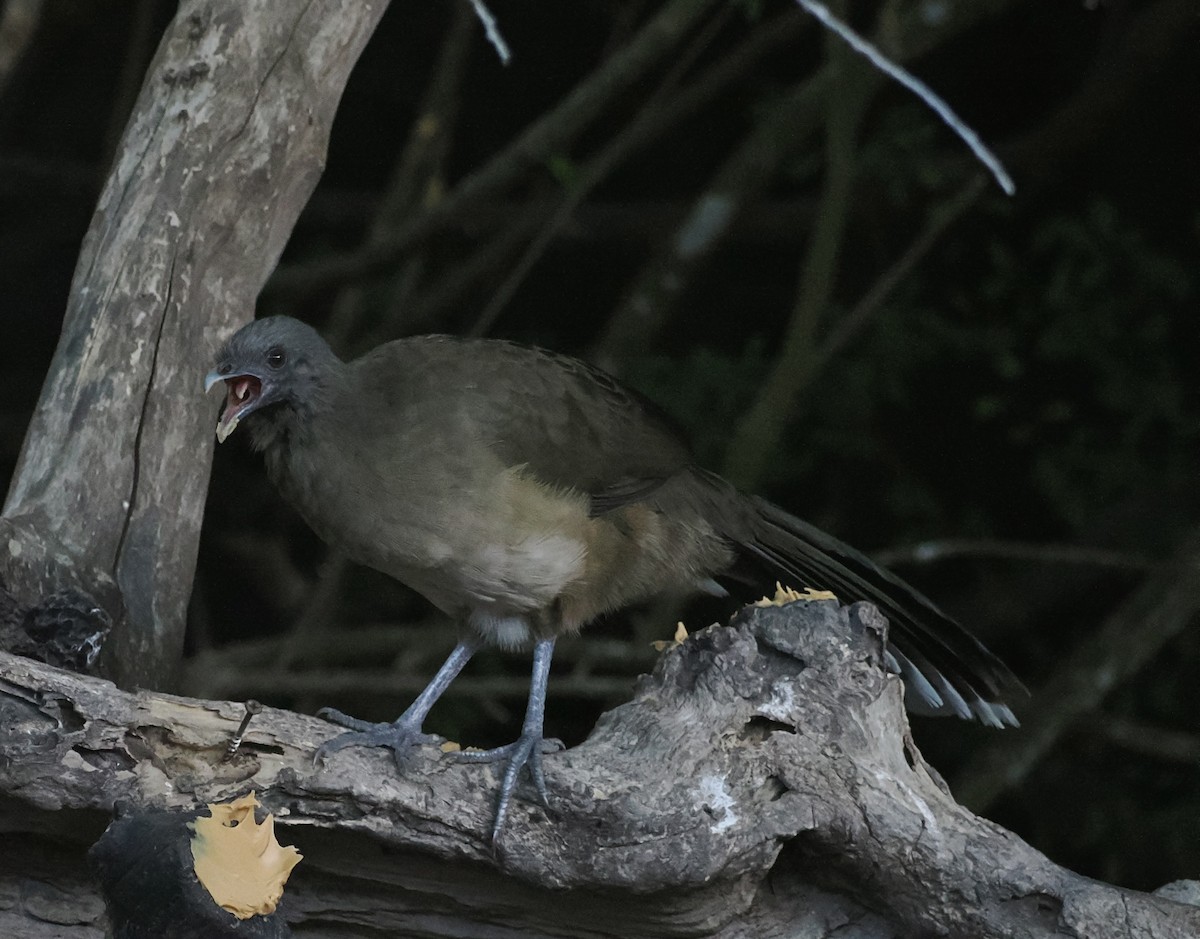 Plain Chachalaca - ML644891322