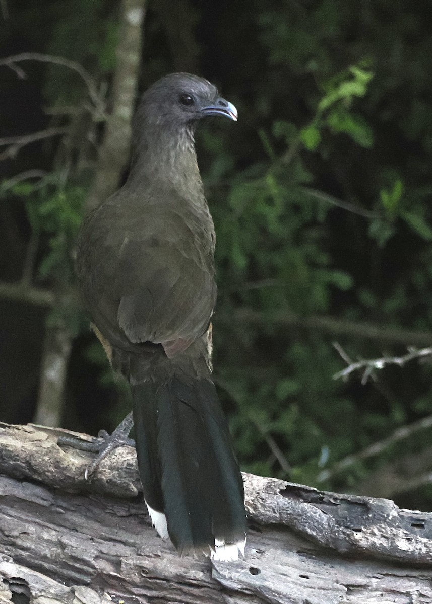 Plain Chachalaca - ML644891323