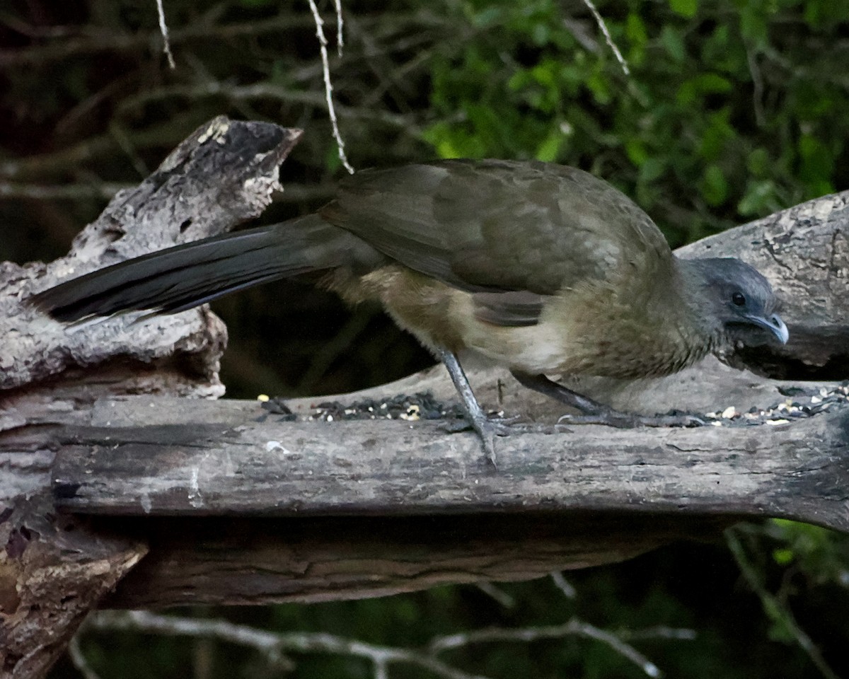 Plain Chachalaca - ML644891324