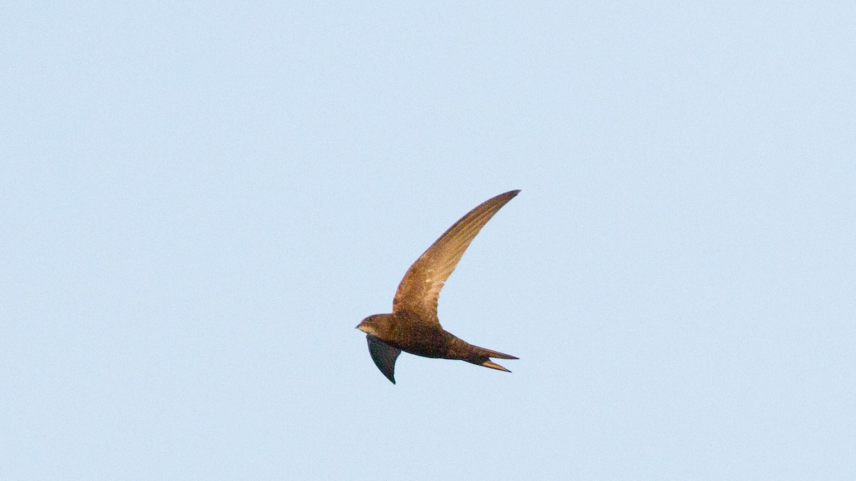 Common Swift - ML644891326