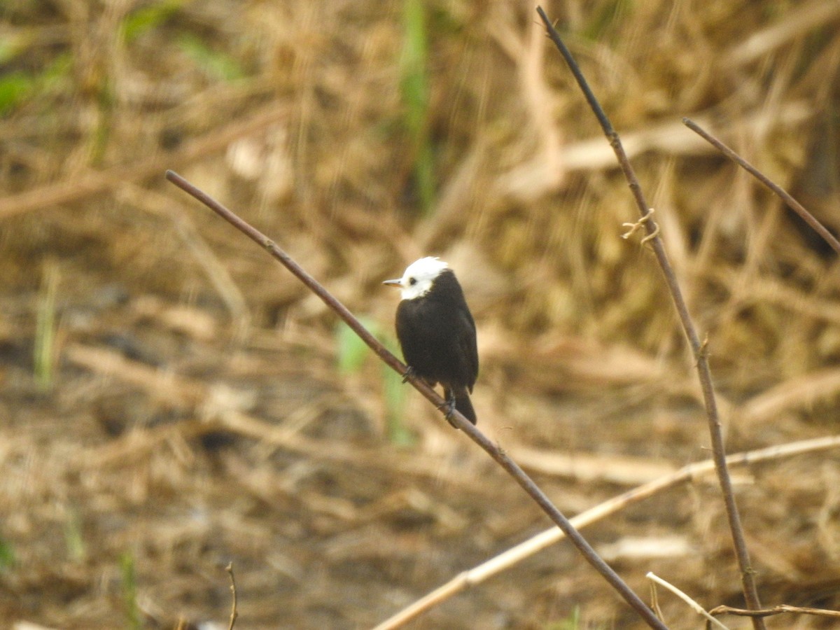 White-headed Marsh Tyrant - ML644891339