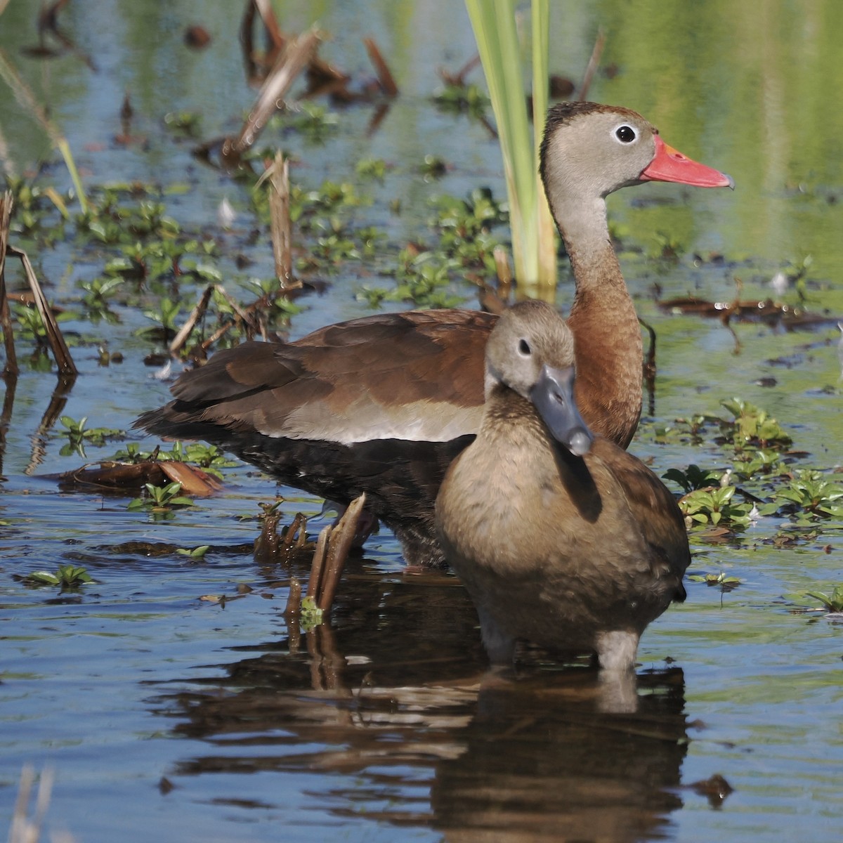 Black-bellied Whistling-Duck - ML644891348