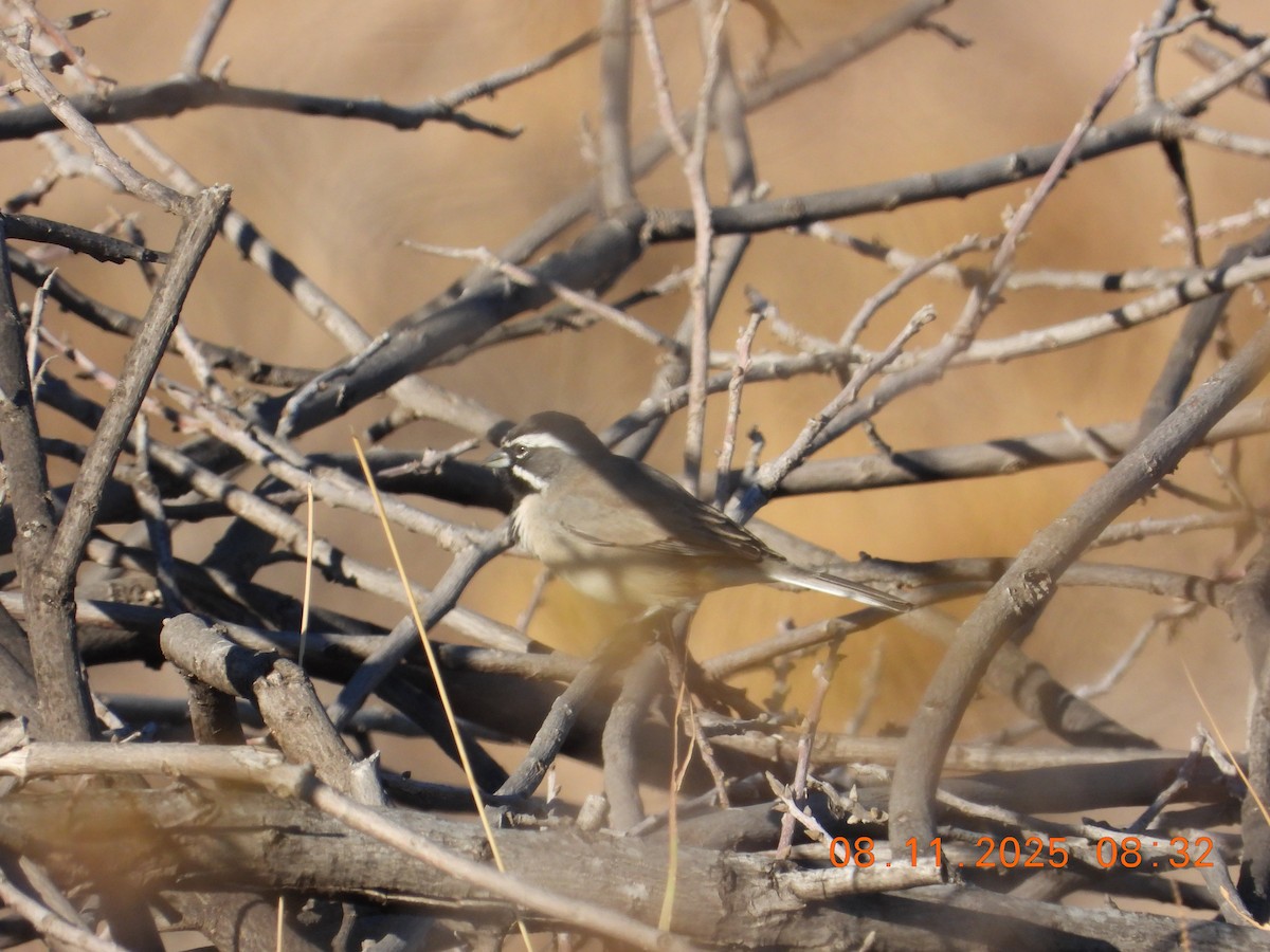 svartstrupespurv - ML644891364