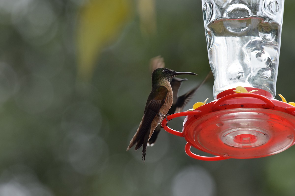 Fawn-breasted Brilliant - ML644891366