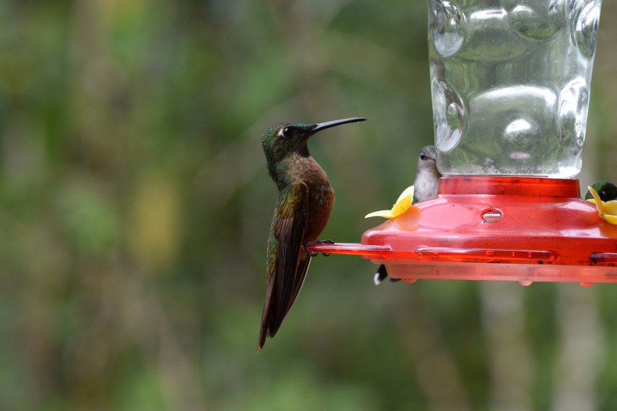 Fawn-breasted Brilliant - ML644891367