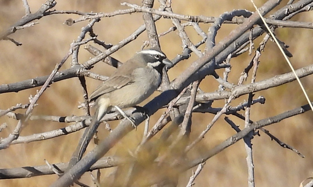 svartstrupespurv - ML644891368