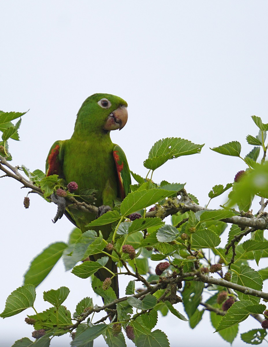 White-eyed Parakeet - ML644891371