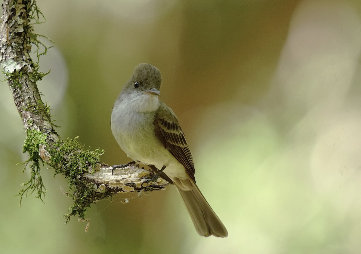 Swainson's Flycatcher - ML644891381