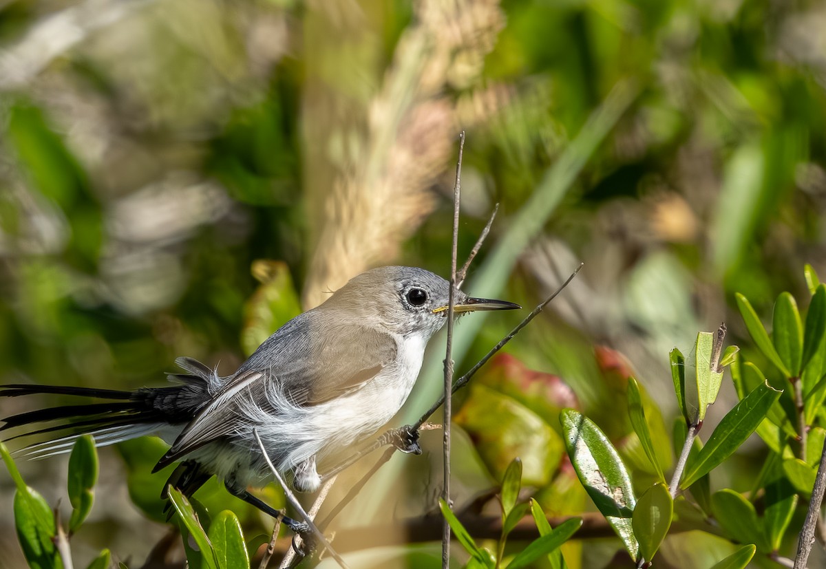 Голубая комароловка - ML644891382