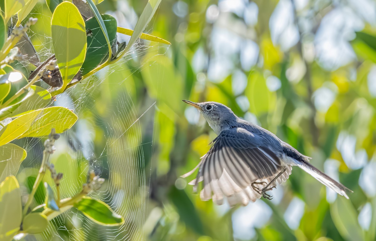 Голубая комароловка - ML644891383