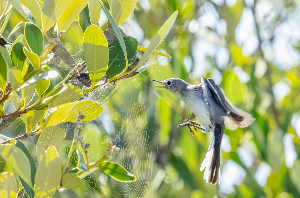 Голубая комароловка - ML644891384