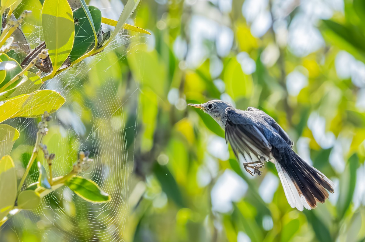 Голубая комароловка - ML644891385