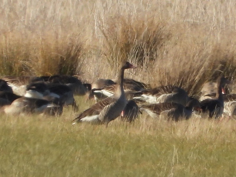 Graylag Goose - ML644891395