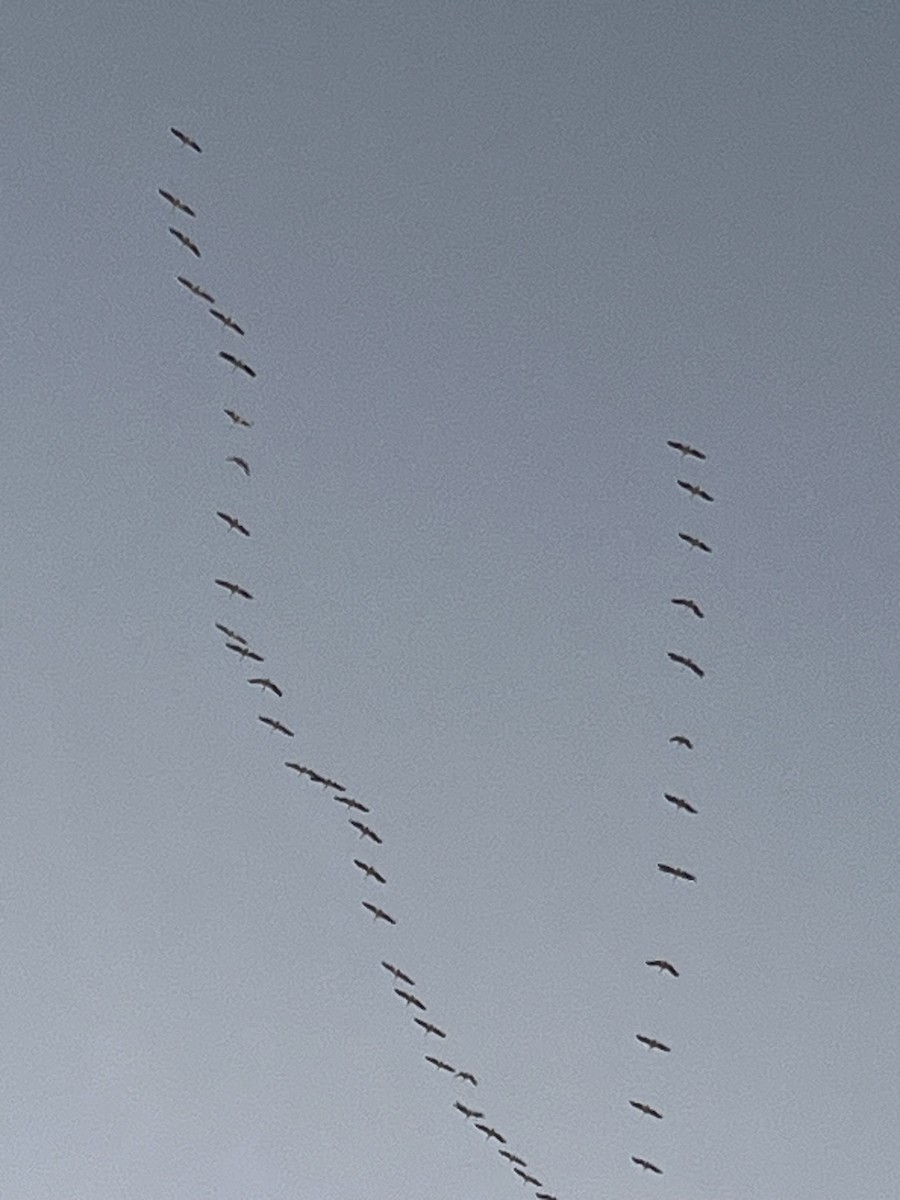 pelikán severoamerický - ML644891419