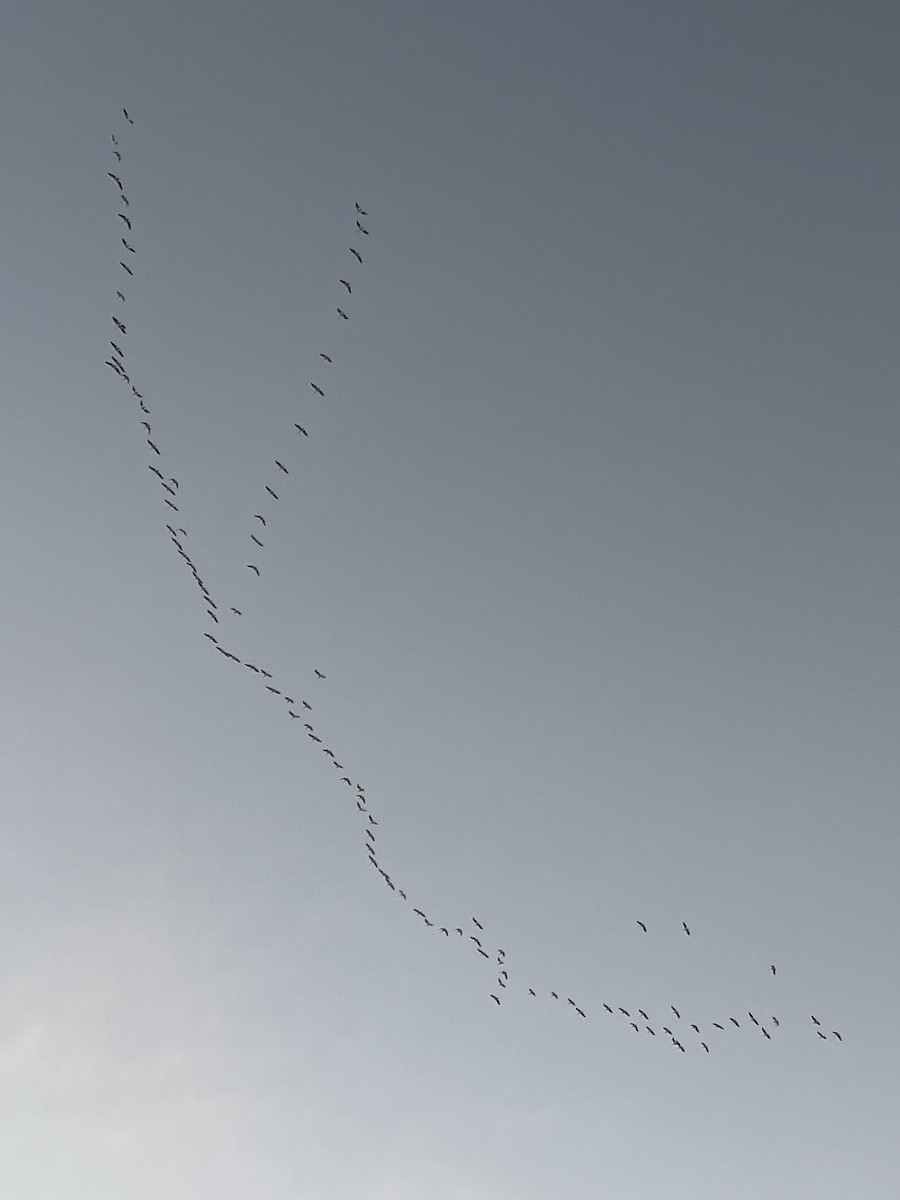 pelikán severoamerický - ML644891420