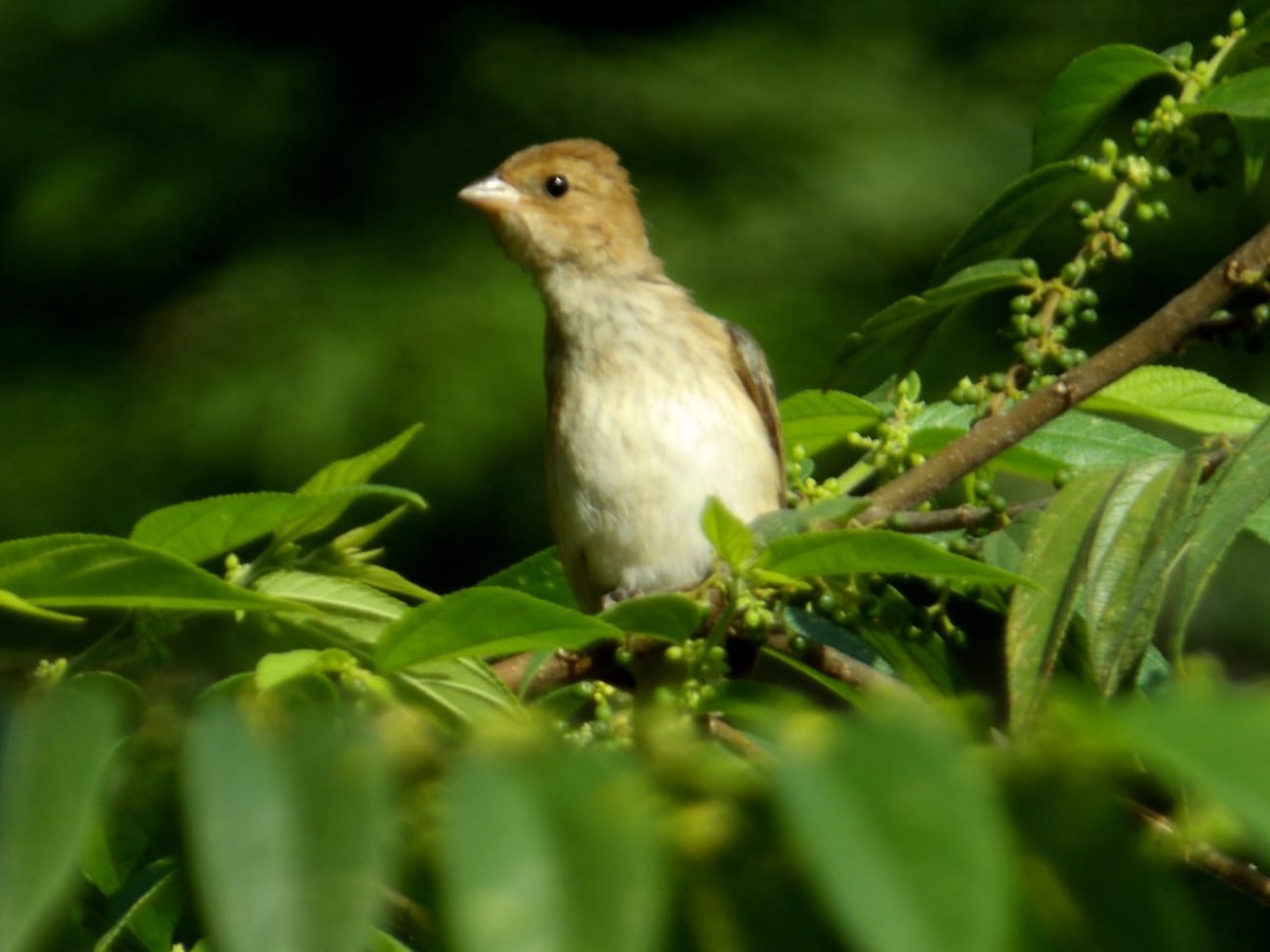 Индиговый колорин - ML644891424