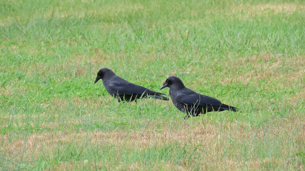American Crow - ML644891425