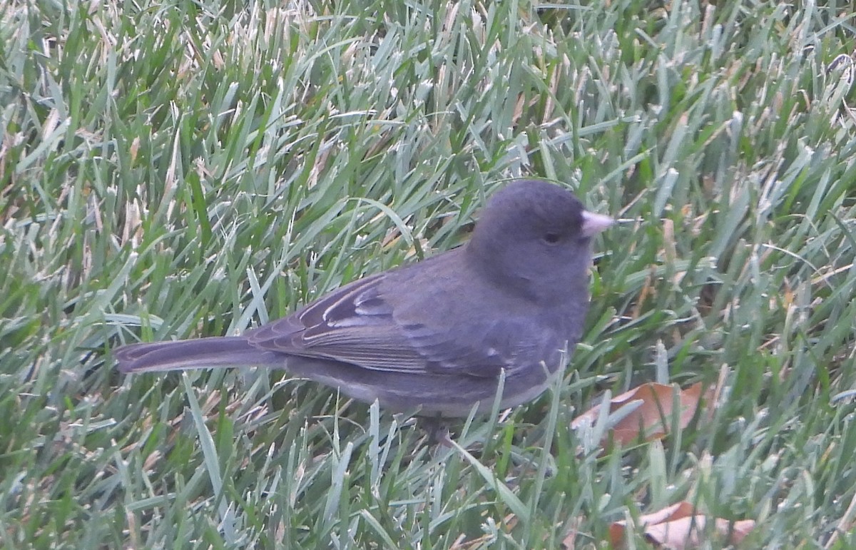 Dark-eyed Junco - ML644891426