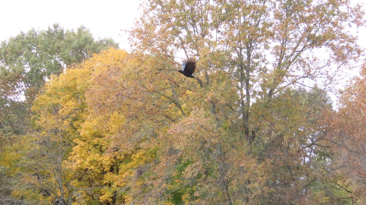 American Crow - ML644891430