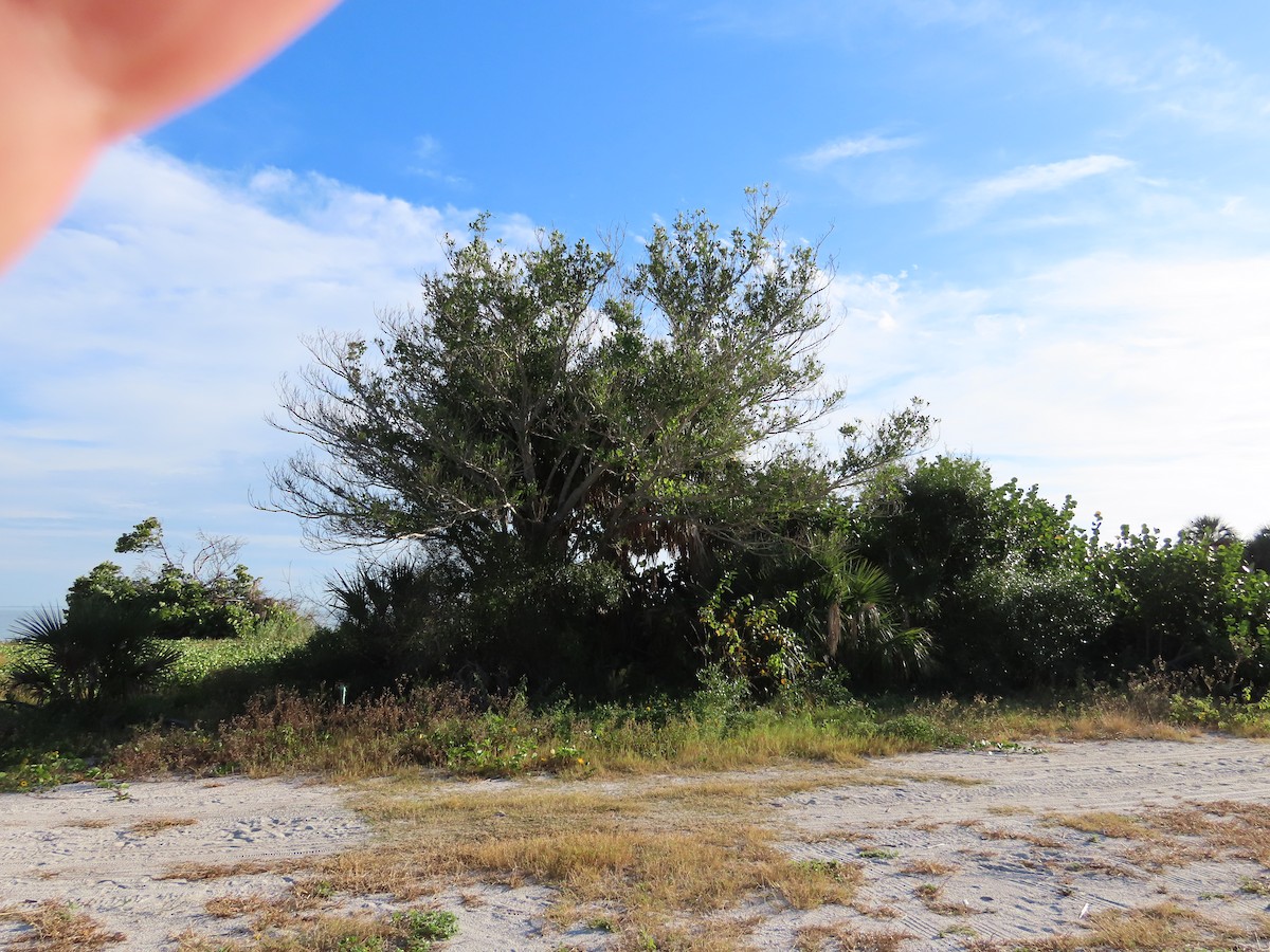 Groove-billed Ani - ML644891439