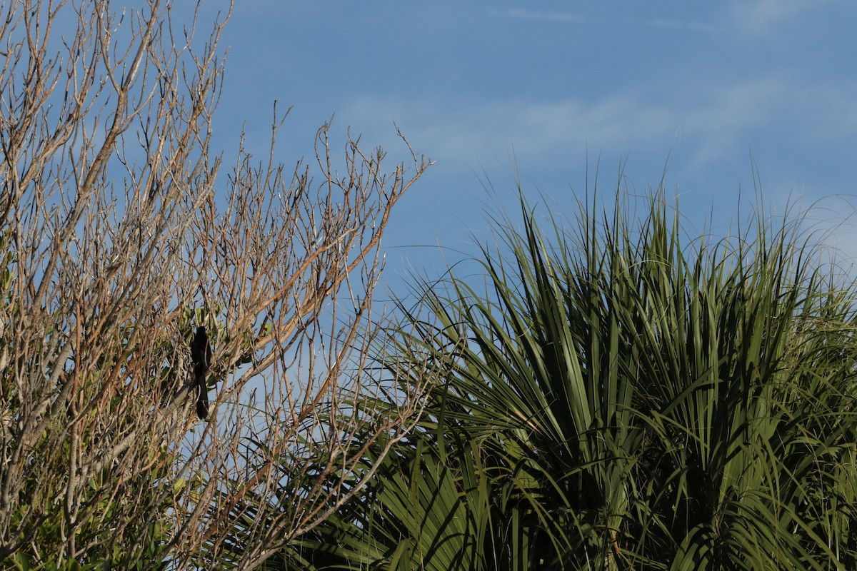 Groove-billed Ani - ML644891440