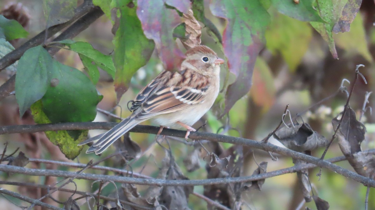 Field Sparrow - ML644891443
