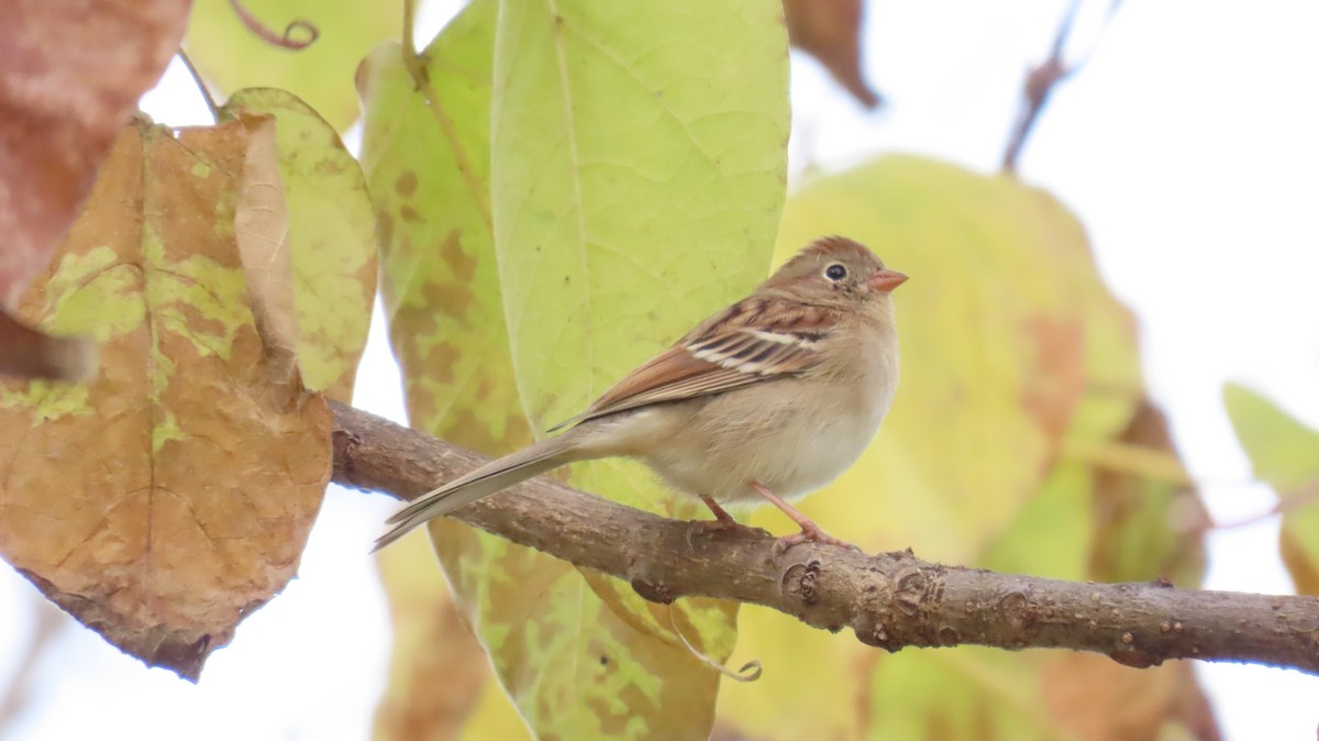 Field Sparrow - ML644891444