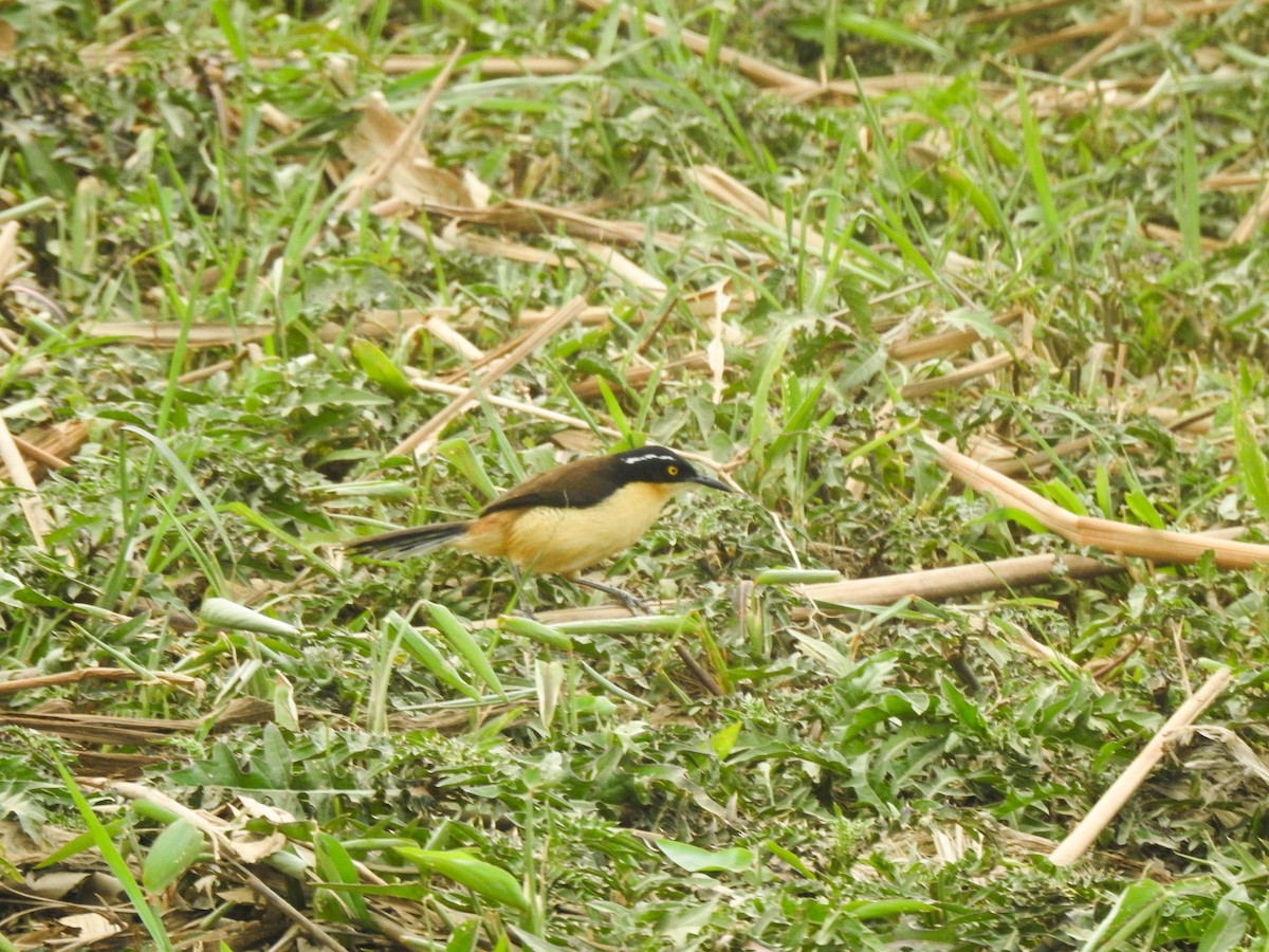 Black-capped Donacobius - ML644891446