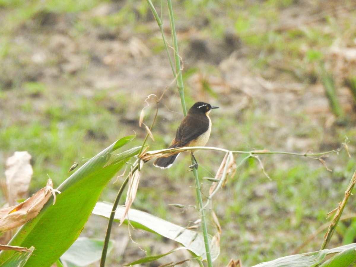 Black-capped Donacobius - ML644891447