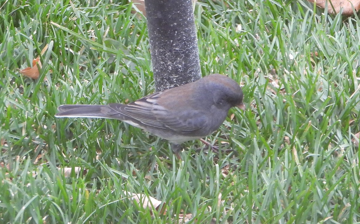 Dark-eyed Junco - ML644891458