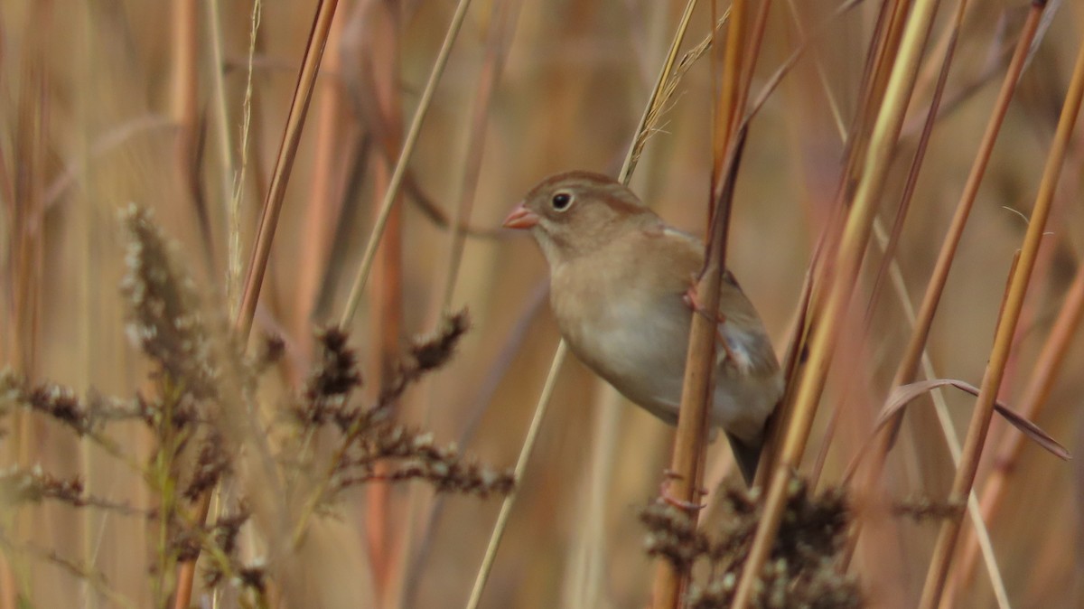 Field Sparrow - ML644891459