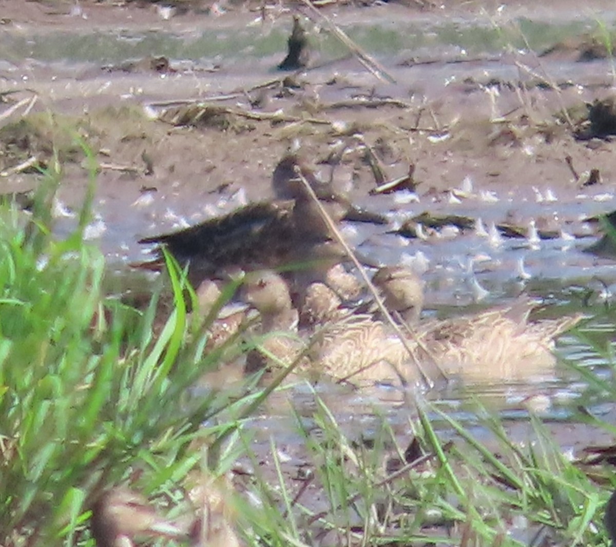 Zertzeta hegalurdina - ML644891462