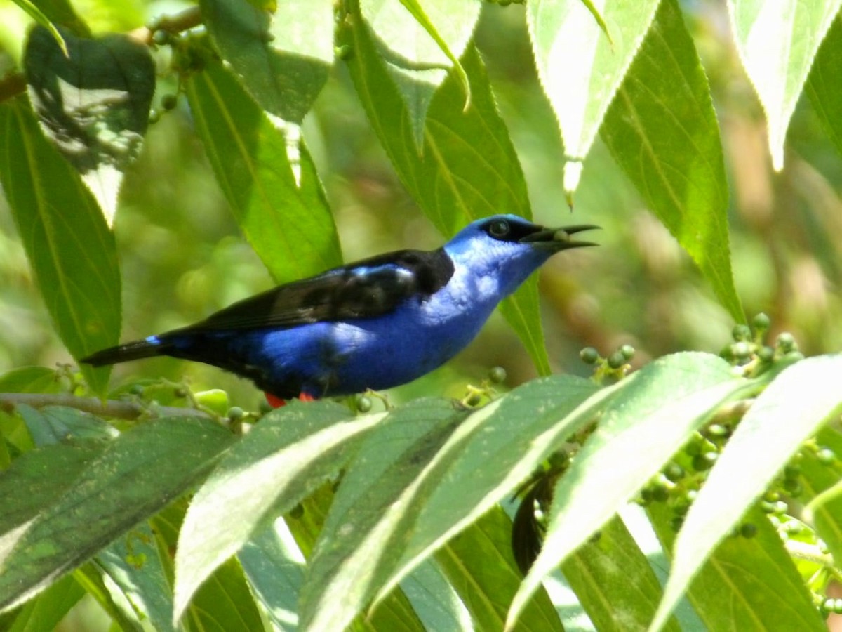 Red-legged Honeycreeper - ML644891466