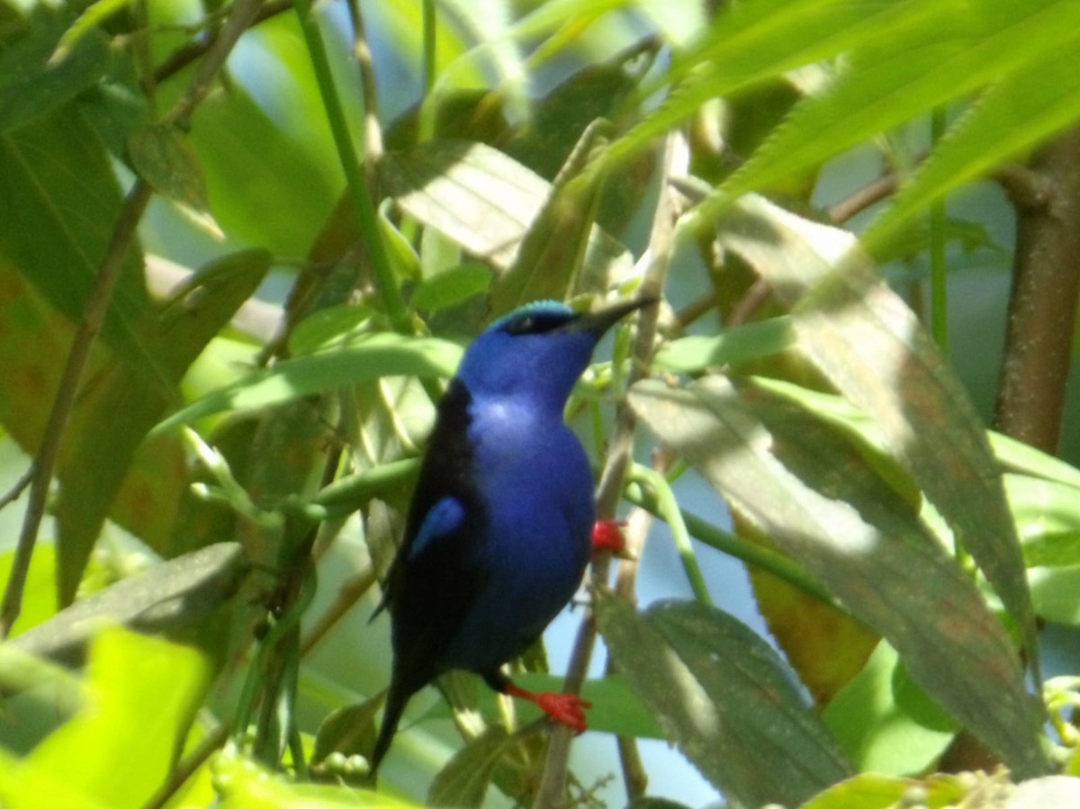Red-legged Honeycreeper - ML644891467