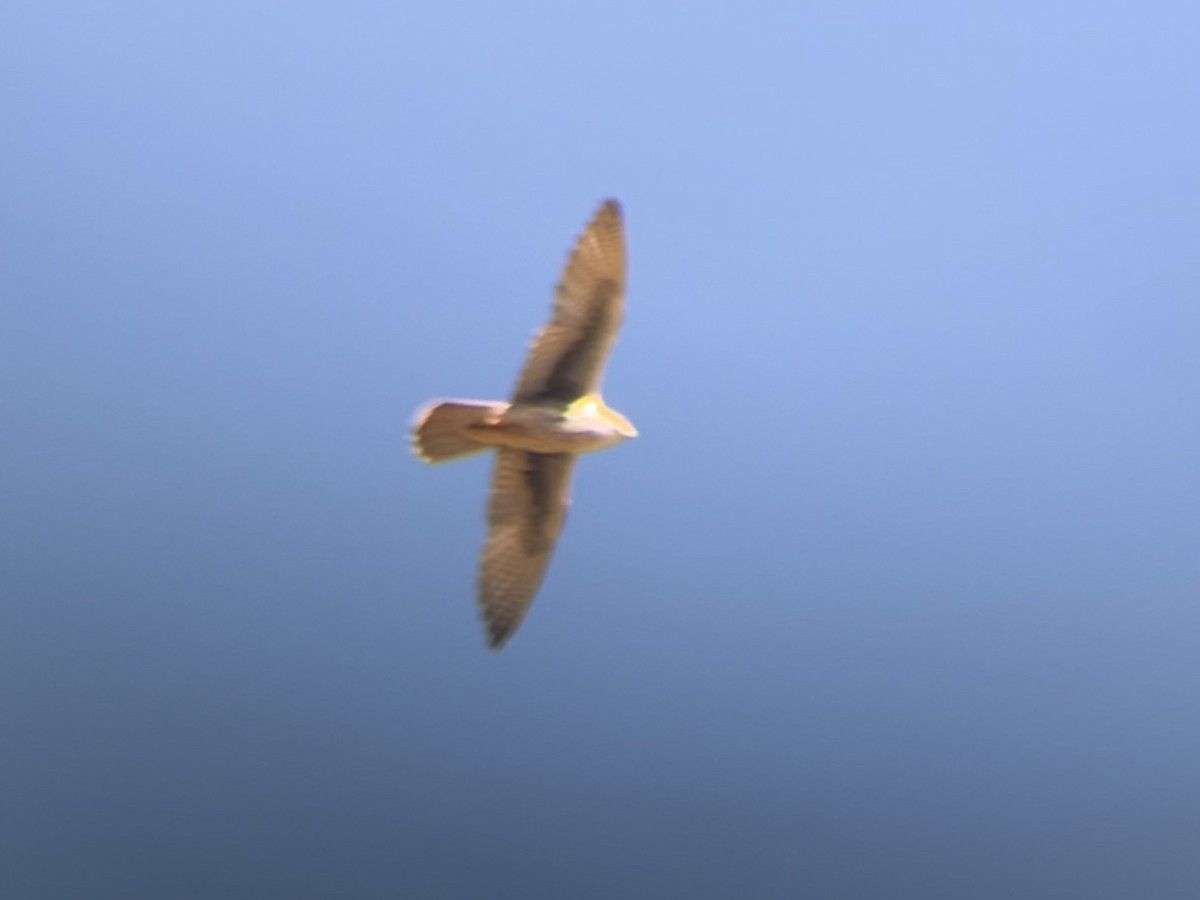 raroh prériový - ML644891479