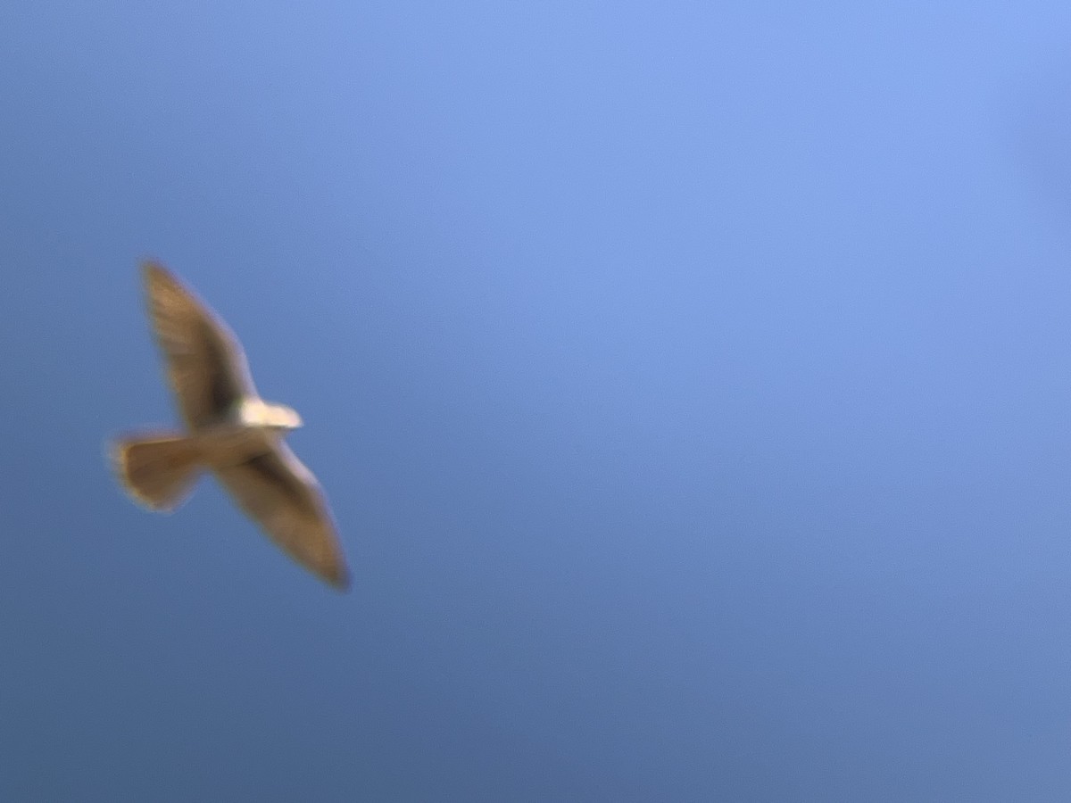 raroh prériový - ML644891480