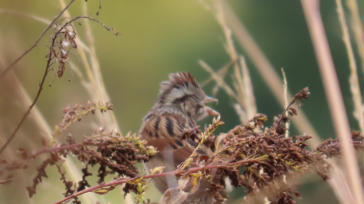 Swamp Sparrow - ML644891481